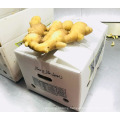 Chinese Shandong Fresh Ginger 2017 the Newest Crop